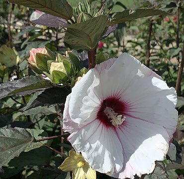 Hibiscus 'Small Wonders'