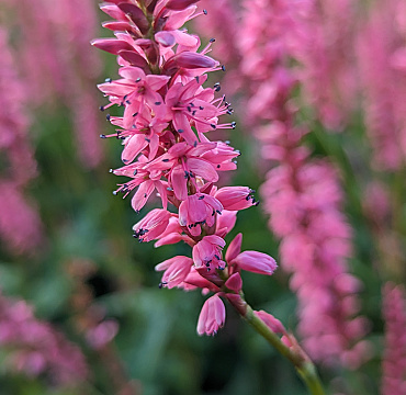 Persicaria 'Flamingo Feathers'