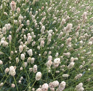 Sanguisorba 'Jam Session'