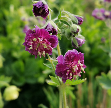 Geranium 'Joseph Green'