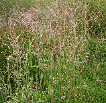 Andropogon gerardii 'Brocken Delight'