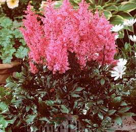 Astilbe 'Lollypop'