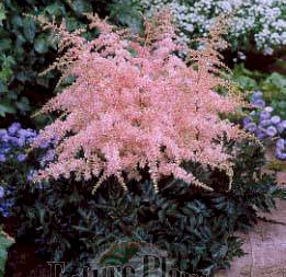 Astilbe  'Pink Lightning'