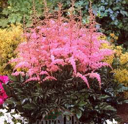 Astilbe arendsii 'Flamingo'