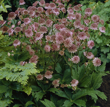 Astrantia major 'Roma'