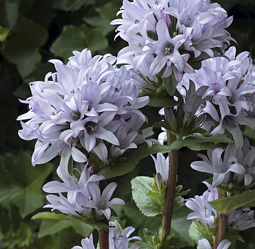 Campanula glomerata 'Emerald'