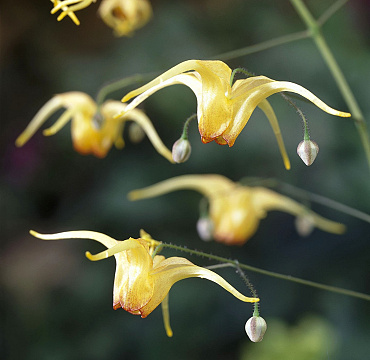 Epimedium 'Amber Queen'