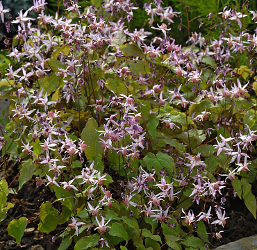 Epimedium 'Pink Elf'