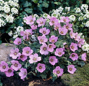 Geranium 'Alice'