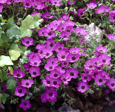 Geranium cinereum 'Carol'