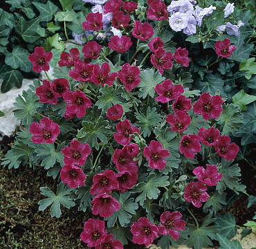 Geranium cinereum 'Purple Pillow'