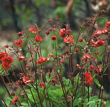 Geum 'Flames of Passion'