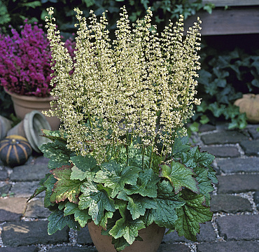 Heuchera  'Chantilly'