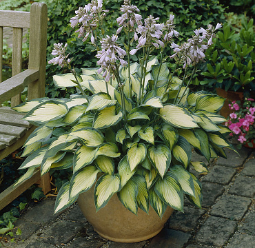 Hosta 'Paradise Joyce'