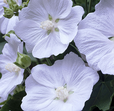 Lavatera 'White Satin'