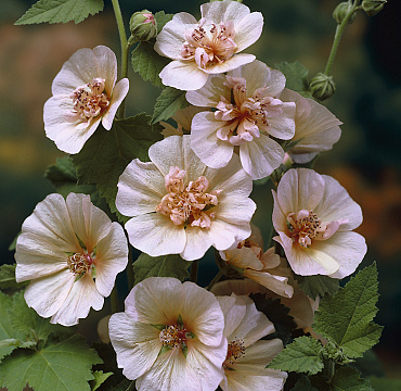 Malva 'Freedom'