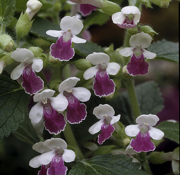 Melittis mel. 'Royal Velvet Distinction'