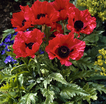 Papaver orientalis 'Carmen'