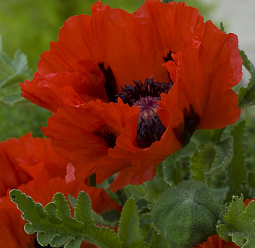 Papaver orientalis 'Matador'