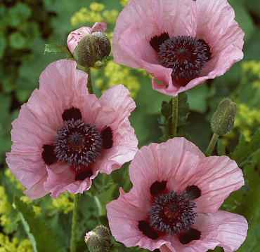 Papaver 'Papillon'