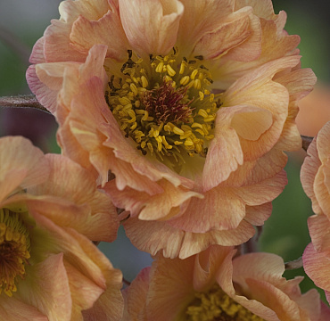 Geum 'Mai Tai'