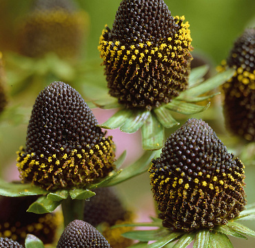 Rudbeckia occidentalis 'Black Beauty'