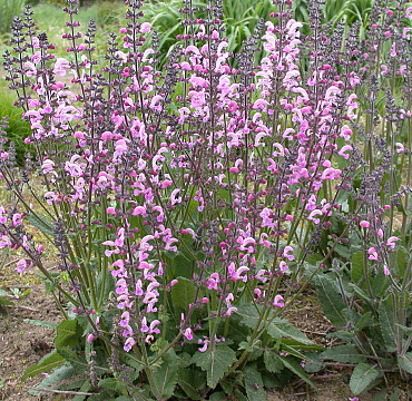 Salvia pratensis 'Pink Delight'