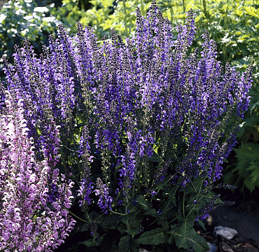 Salvia pratensis 'Rhapsody in Blue'