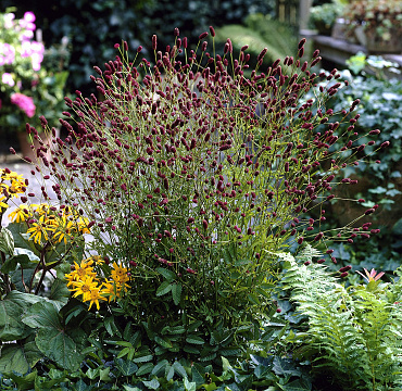 Sanguisorba 'Red Thunder'