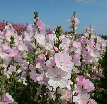 Sidalcea 'Little Princess'