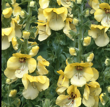 Verbascum 'Buttercup'