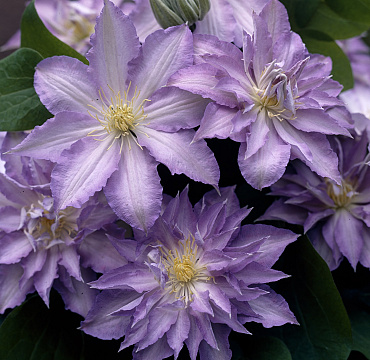 Clematis 'Ice Crystal'