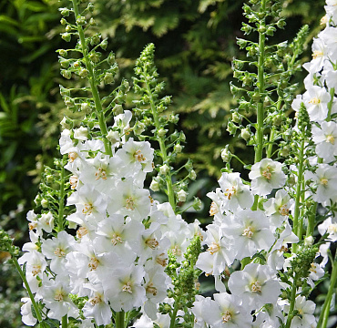 Verbascum 'White Pixie'