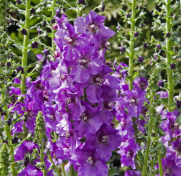 Verbascum 'Blue Pixie'