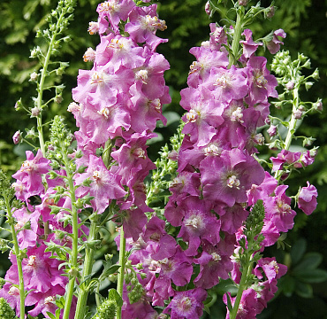 Verbascum 'Pink Pixie'
