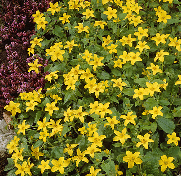 Chrysogonum virginianum 'Golden Acres'