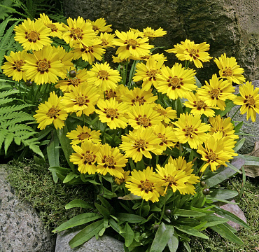 Coreopsis hybr. 'Little Sundial'
