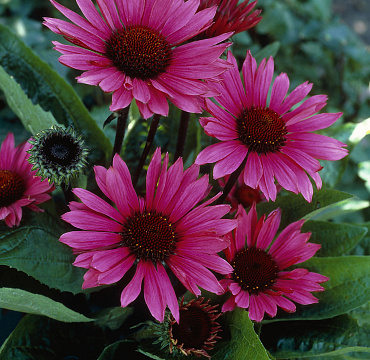Echinacea purp. 'Fatal Attraction'