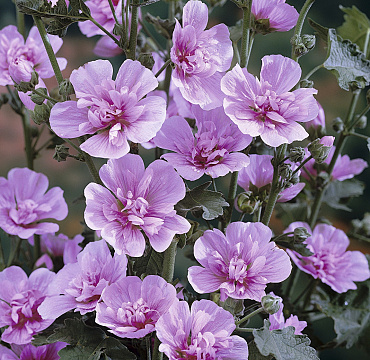 Malva hybr. 'Park Rondell'