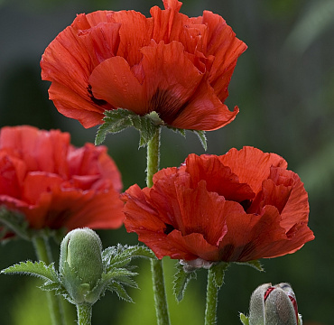 Papaver orientalis 'King Kong'