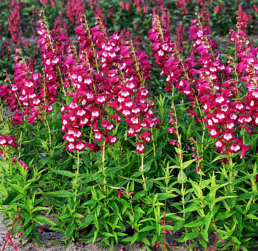 Penstemon 'Pretty Petticoat'