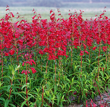 Penstemon 'Ruby Candle'