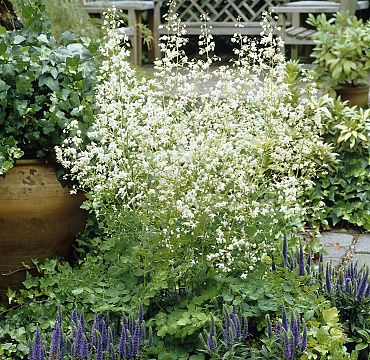 Thalictrum del. 'Alba'