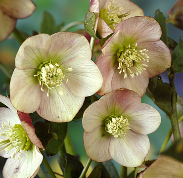 Helleborus hybr 'Apricot Beauty'