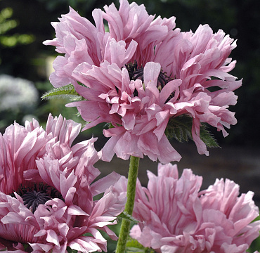 Papaver 'Ruffled Patty'