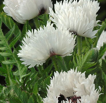 Papaver 'White Ruffles'