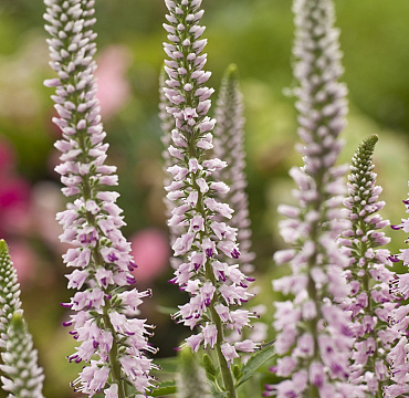 Veronica longifolium 'Pink Eveline'