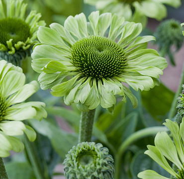 Echinacea 'Green Jewel'