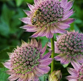 Astrantia 'Florence'