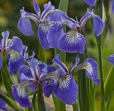 Iris setosa 'Baby Blue'